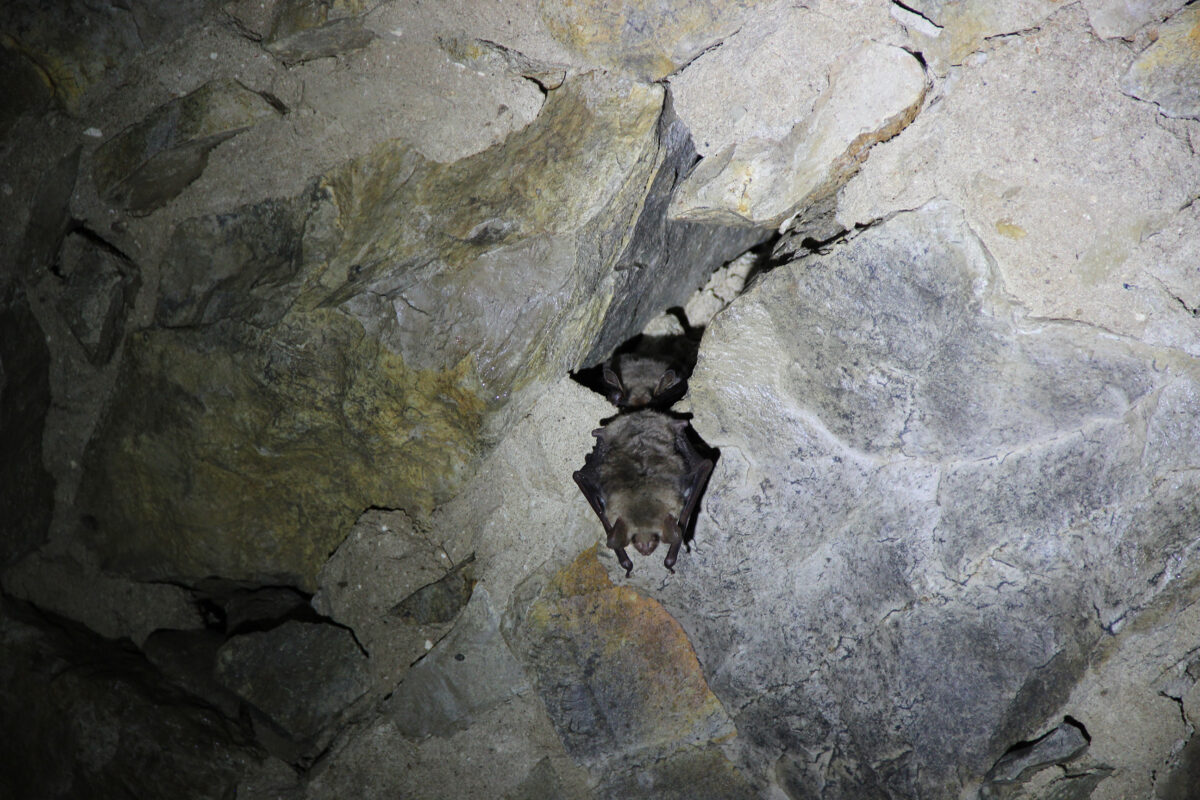Ruhe bitte! Viele Fledermäuse schlafen in den Kellern von Burglengenfeld