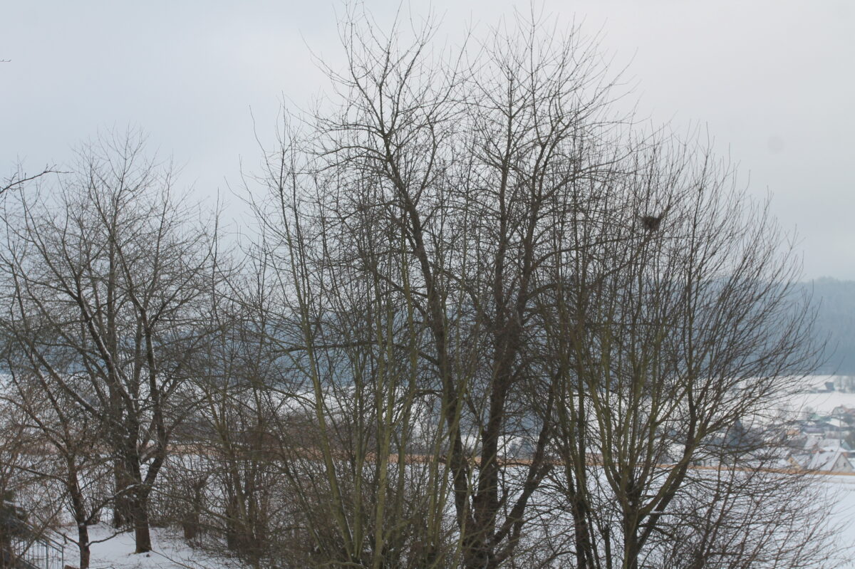 Grüngutentsorgung startet frühzeitig