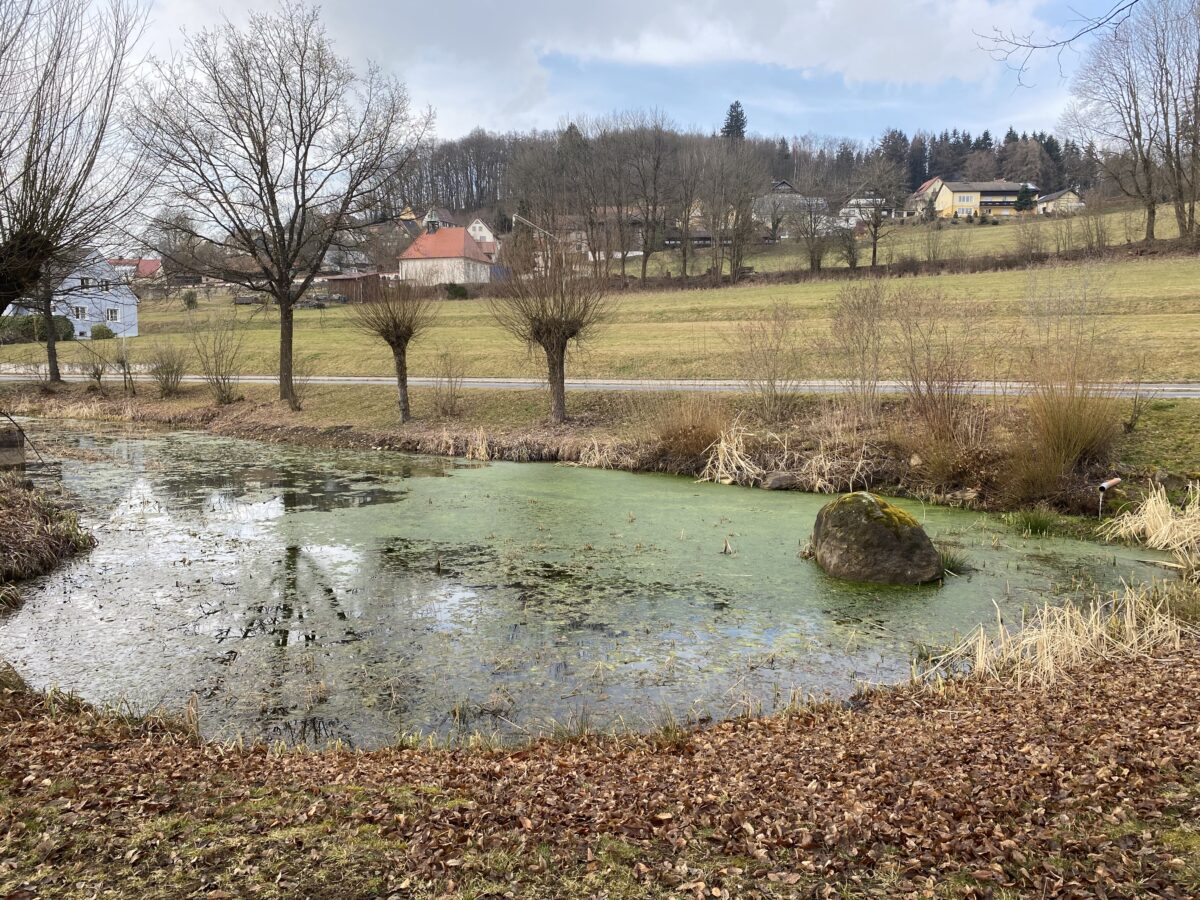 Tännesberger Brauweiher soll als Biotop erhalten bleiben