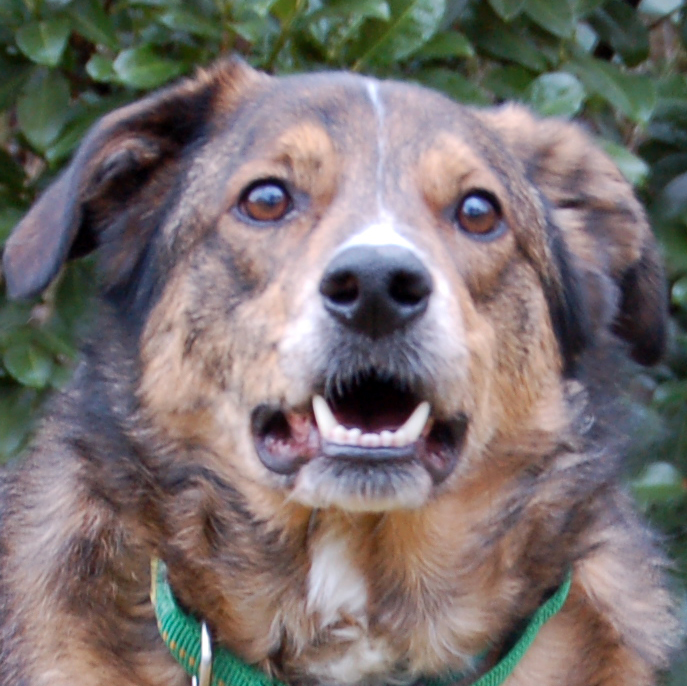 Oberpfälzer Hunde suchen nach Todesfall neues Heim