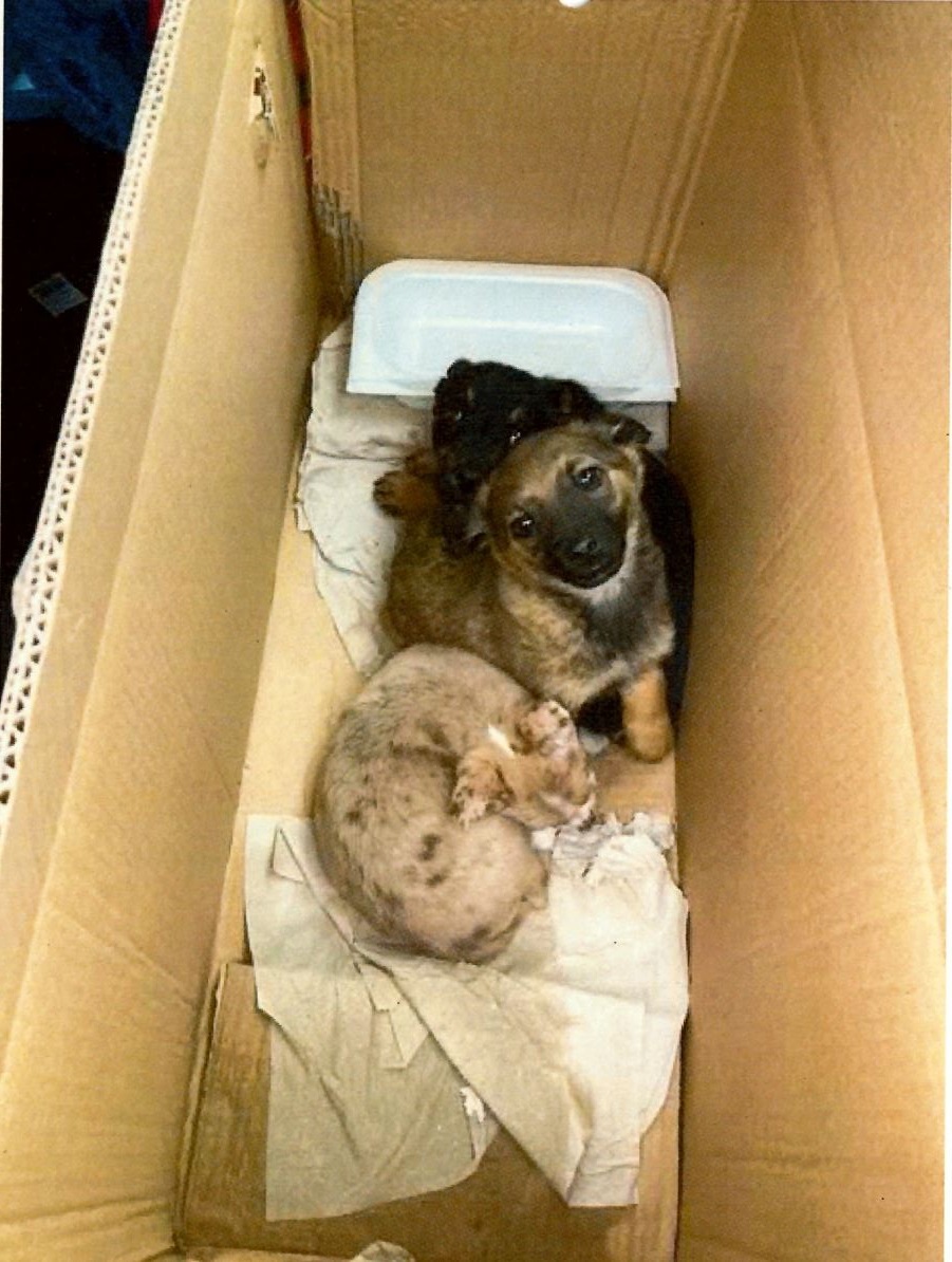 Dieser Blick! - Zoll entdeckt drei Hundewelpen im Karton