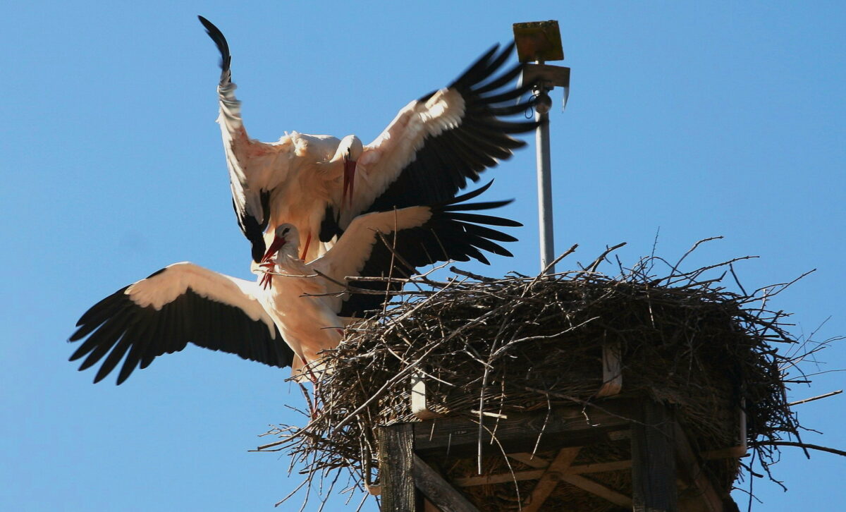 Etzenricht startet Rettungsaktion für Störche