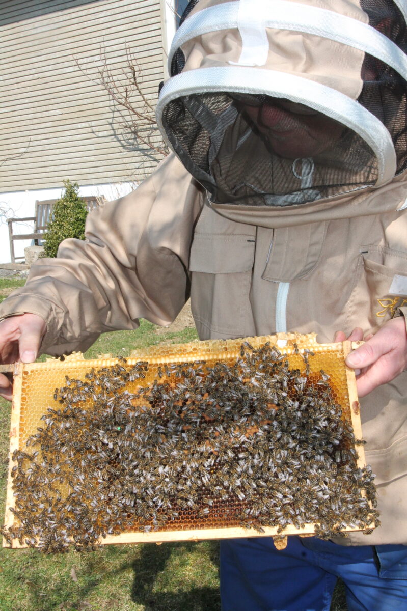 Frühling weckt Bienen und Imkerarbeit