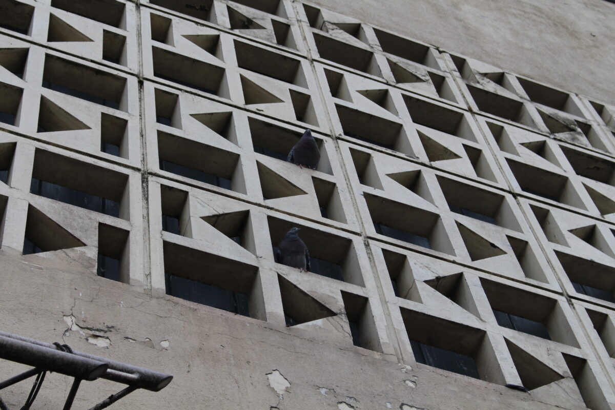 Stadttaubeninitiative in Weiden fordert Taubenschläge statt Fütterungsverbot