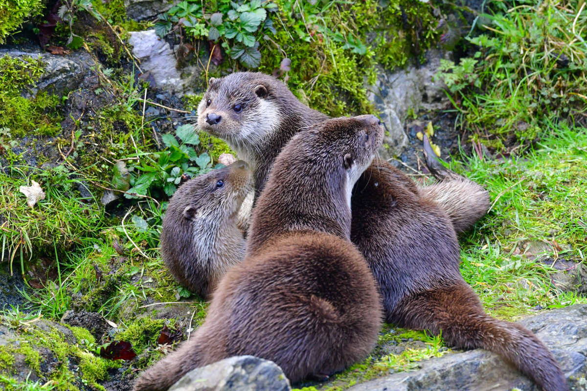 Naturschutzinitiative e. V. klagt gegen Fischotterabschüsse