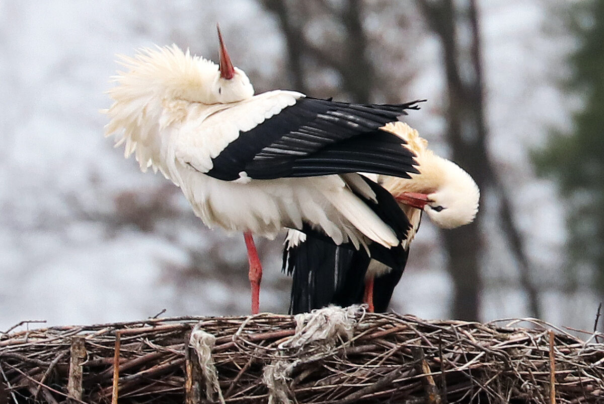  Flosser Störche sind wieder vereint