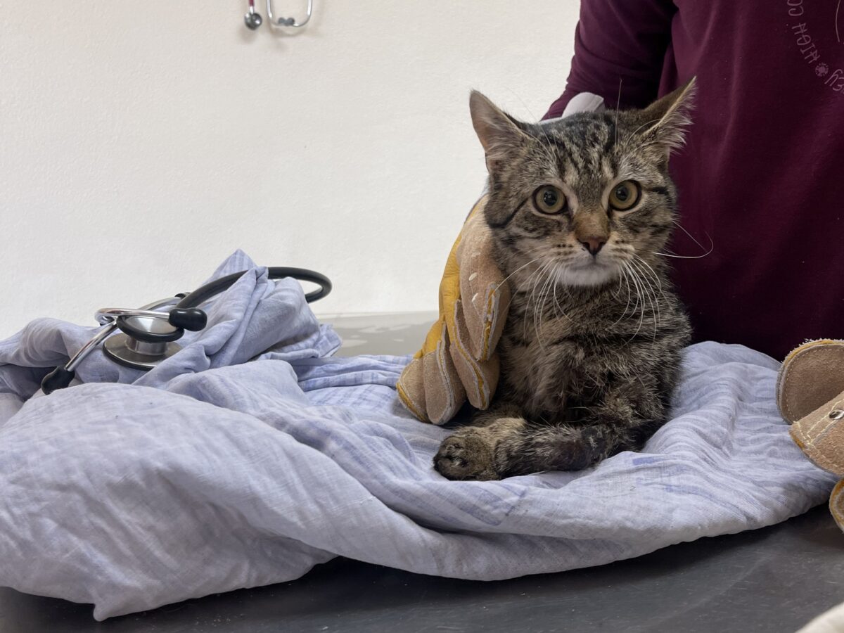 Einfach weggeworfen? Verletzter Kater in Kemnath gerettet