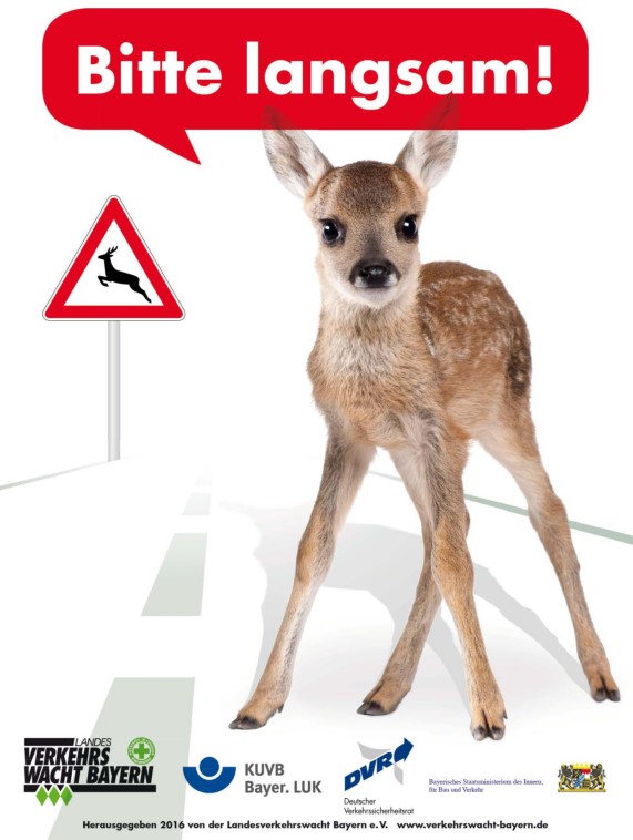 Jagdsaison erhöht Wildunfallrisiko in der Oberpfalz