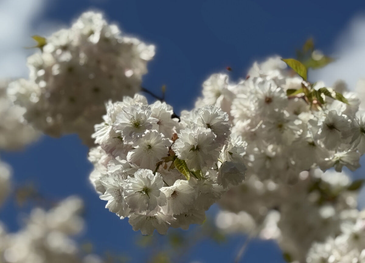 Was ist im Monat Mai wichtig? OberpfalzECHO gibt einen unterhaltsamen Überblick