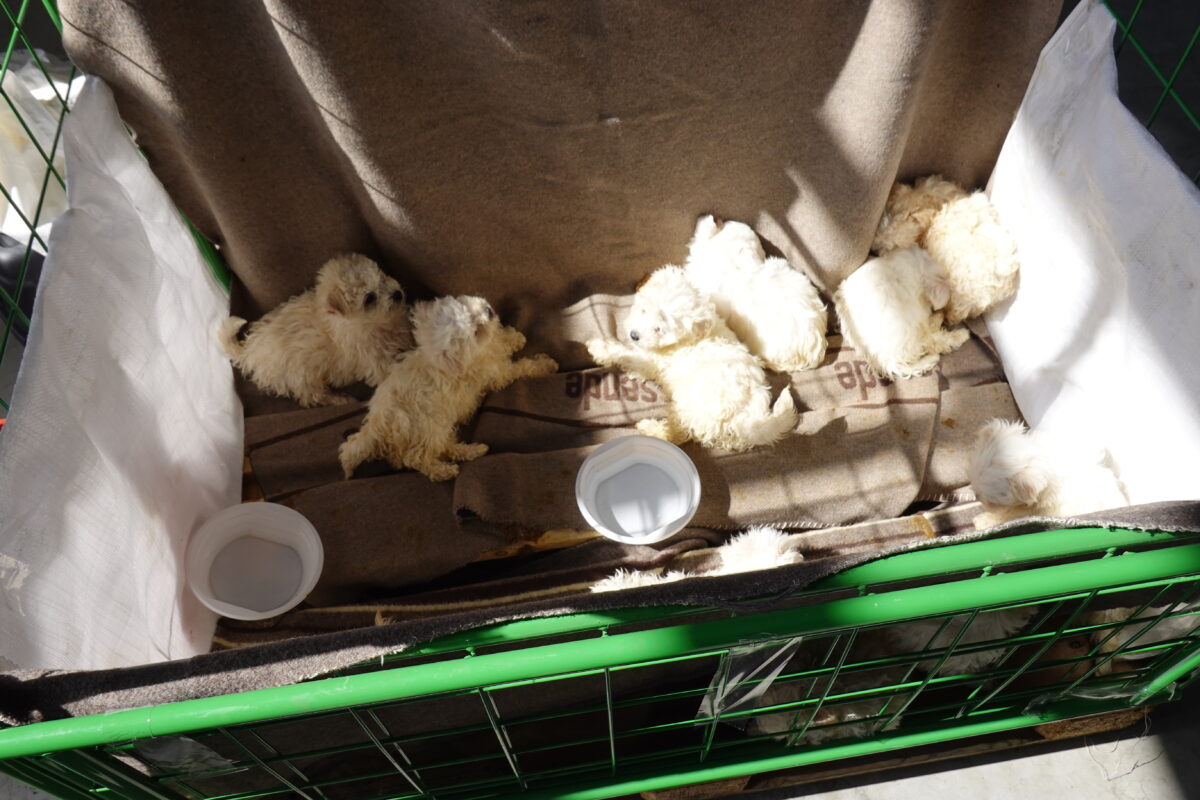 Illegale Welpentransporte an Grenze gestoppt