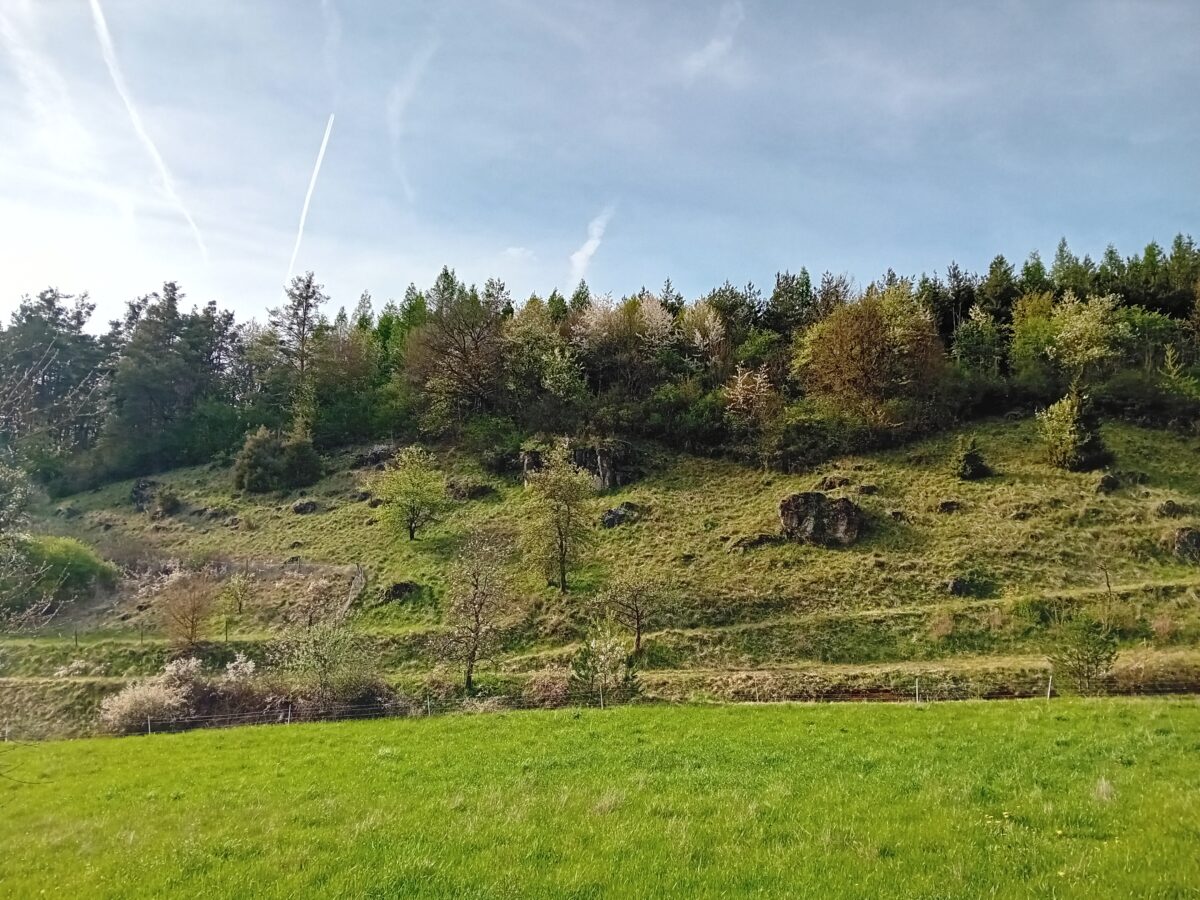 Frühlingstour im Hirschwald: Natur entdecken mit Ranger Nelhiebel