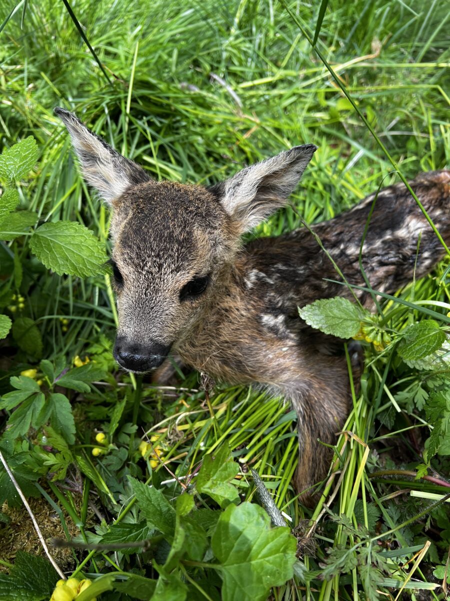 Infoabend zur Rehkitzrettung in Weiden mit Drohnenvorführung