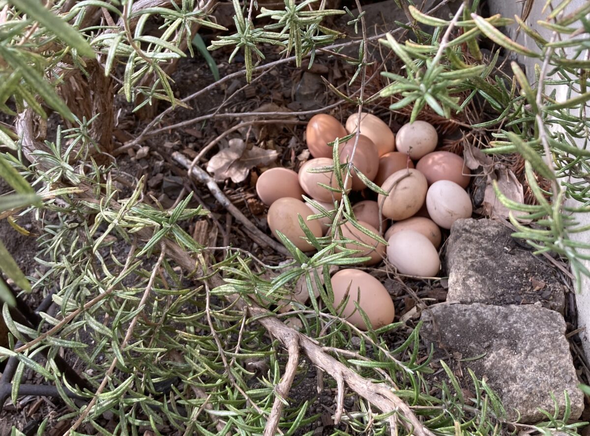 Von glücklichen Hühnern: Hier bekommt Ihr Eier aus Freilandhaltung in der Nordoberpfalz