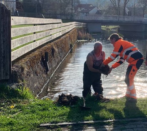 Neue Heimat für Seerosen im Hahnenweiher Schönsee