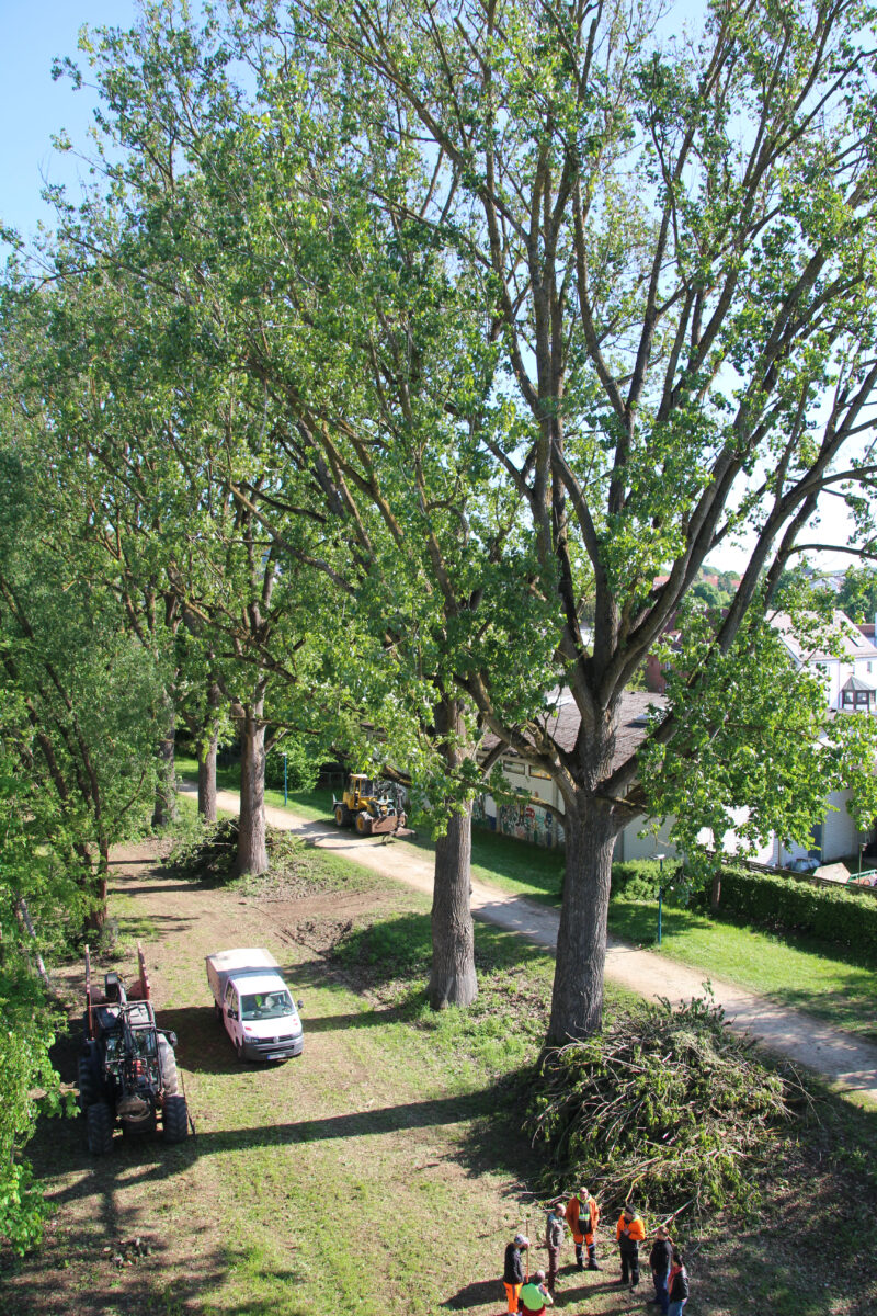 Baumpflegemaßnahmen an der sogenannten Pappelallee entlang der Vils. Foto: Jonas Schmidt, Stadt Amberg