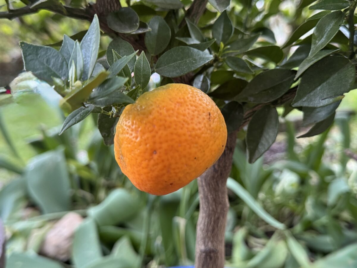 Achtung: Eisheilige! Hobbygärtner aufgepasst