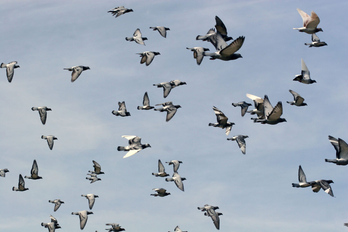 Irchenriether Brieftauben dominieren Wettbewerb