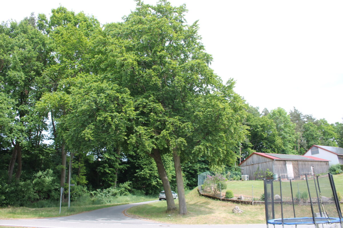 Trabitzer Rat diskutiert über Solarlaterne und Baumfällungen