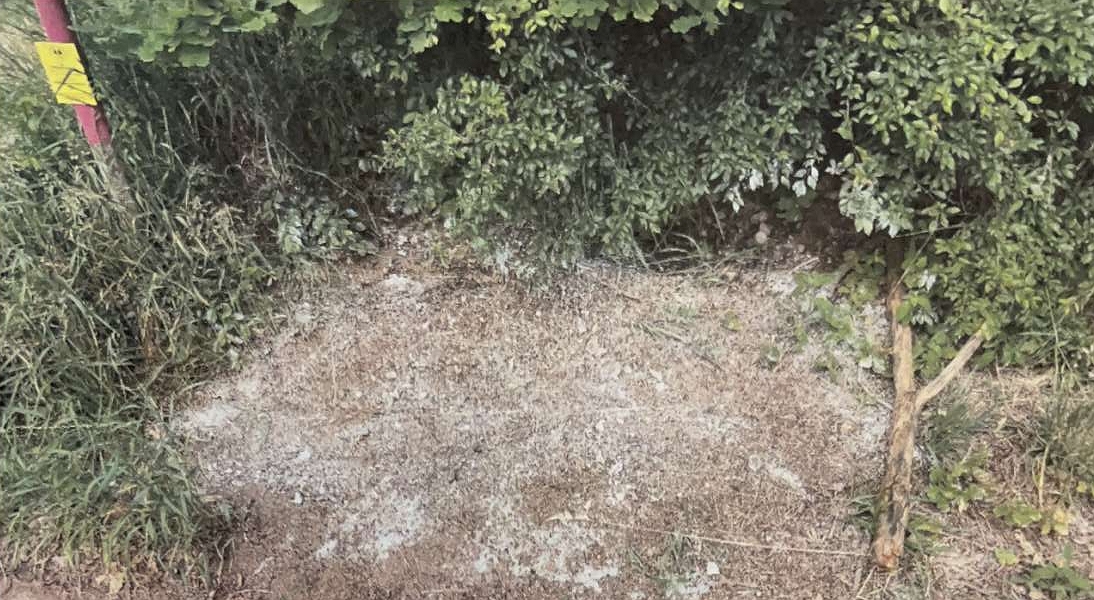 Geschütztes Ameisenvolk in Nabburg vergiftet