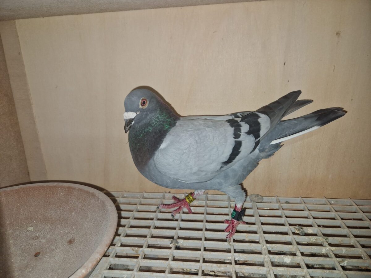 Dieter Meilers Brieftaube fliegt zum Sieg