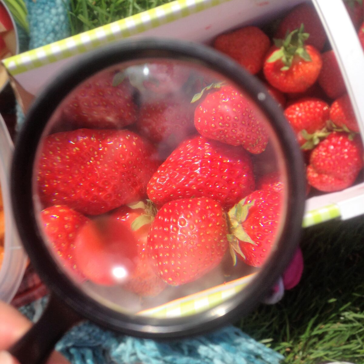 Süß und sonnengereift: Hier bekommt Ihr Erdbeeren vom Feld in der Nordoberpfalz