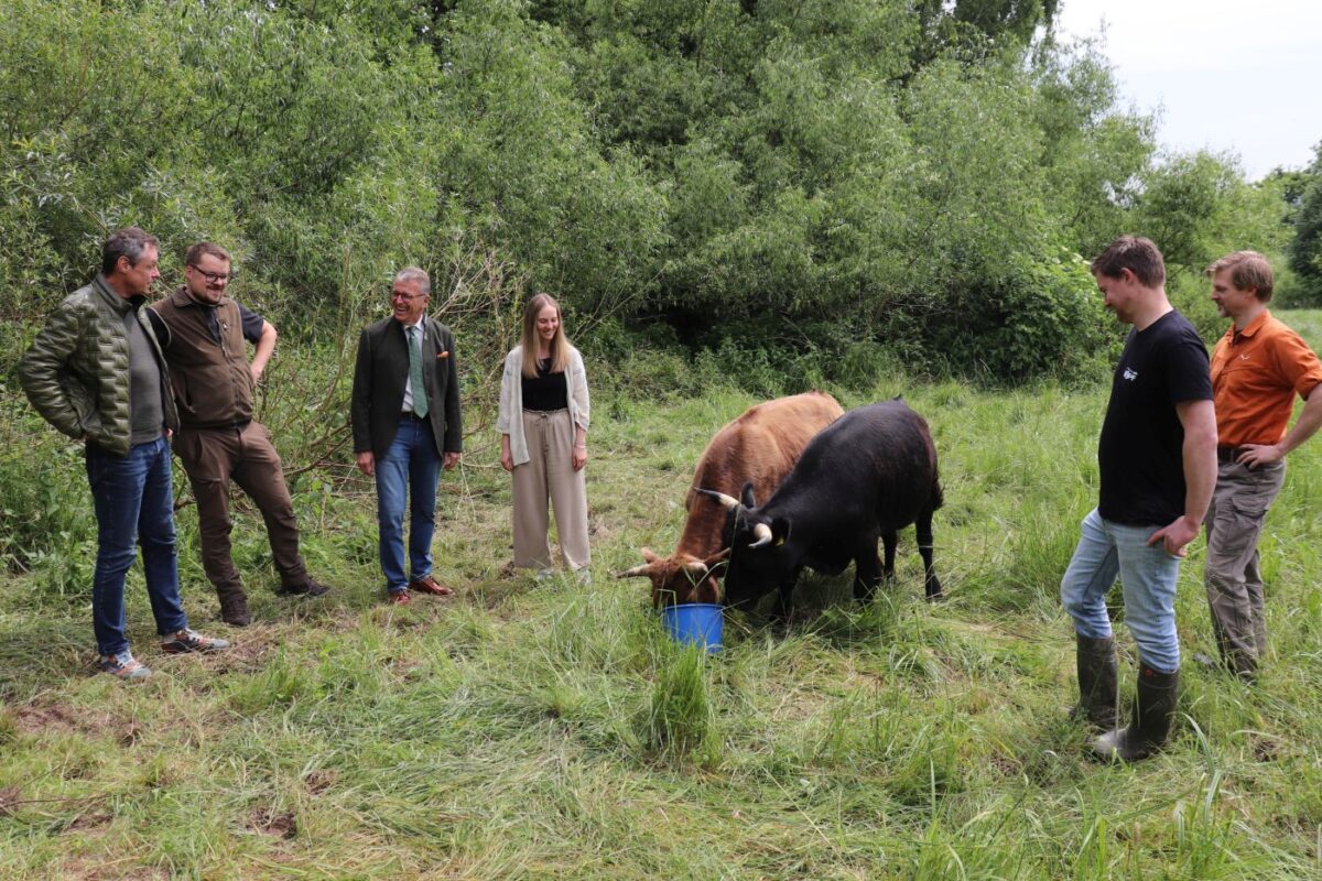 Irlands Dexter-Rinder pflegen Wiese in Tirschenreuth