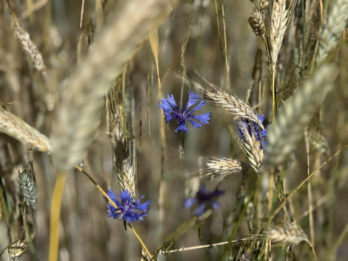 Was ist im Monat August wichtig? OberpfalzECHO gibt einen unterhaltsamen Überblick