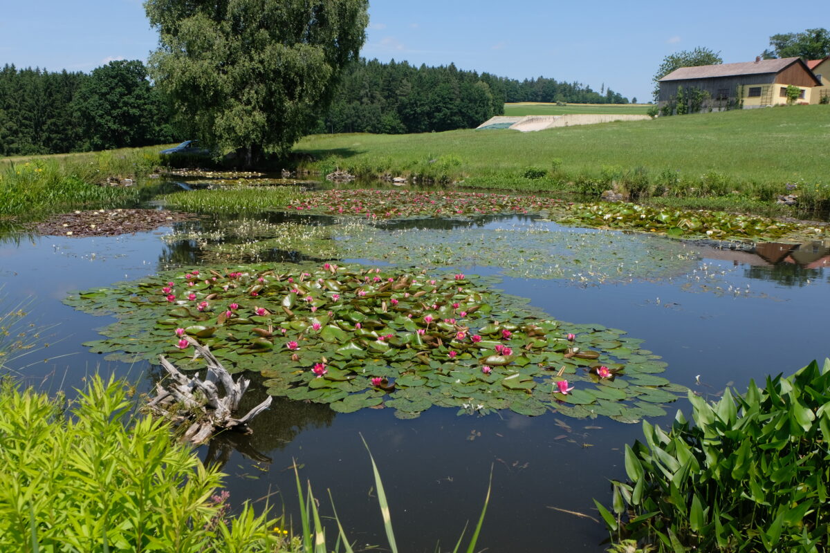 Seerosenteich in Floß: Ein blühendes Paradies entdeckt