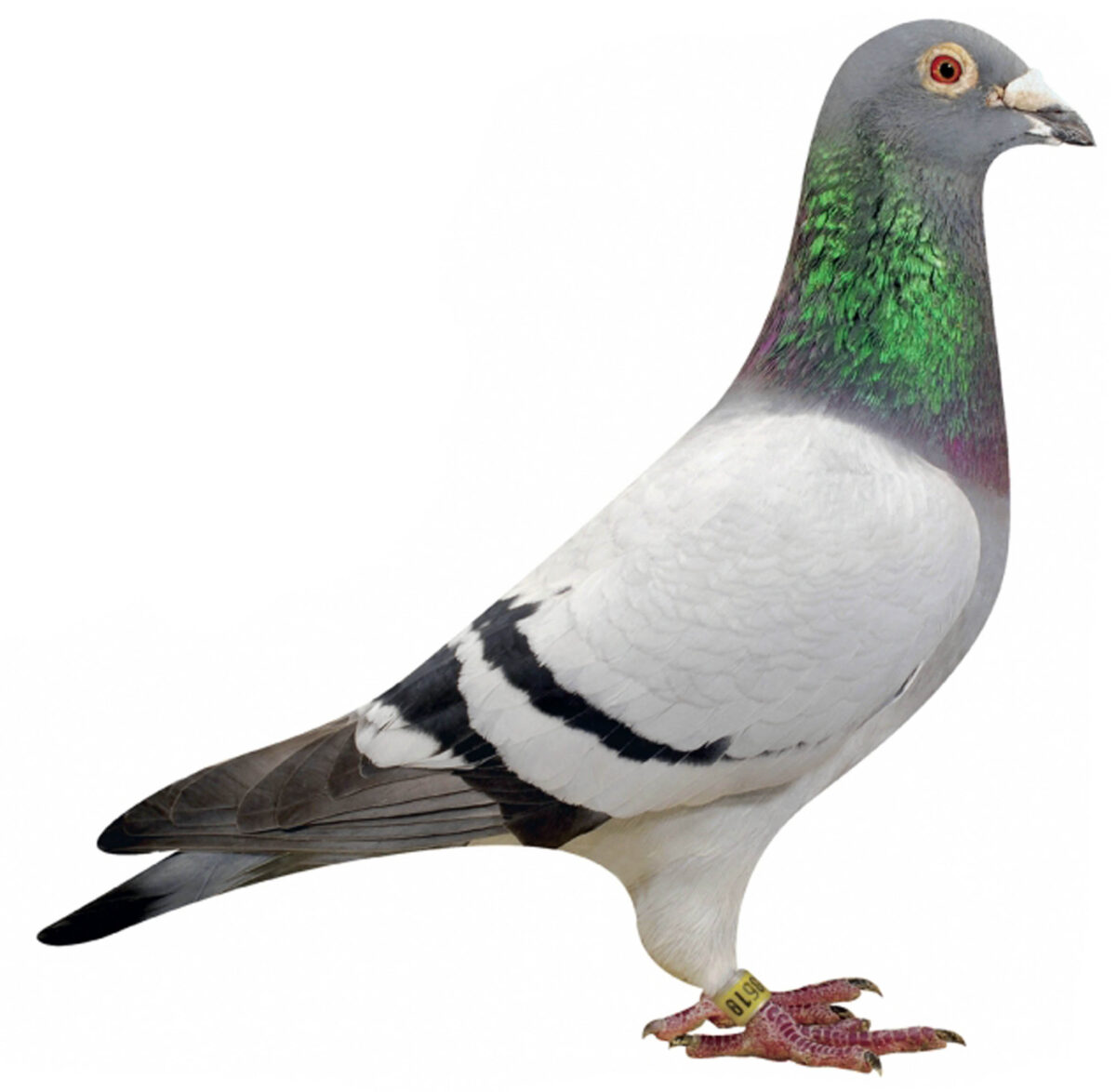 Weitsichtige Planung sichert Brieftauben Heimkehr