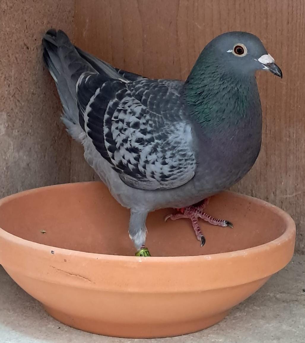 Deubzers Taube fliegt zum Sieg in Weiden