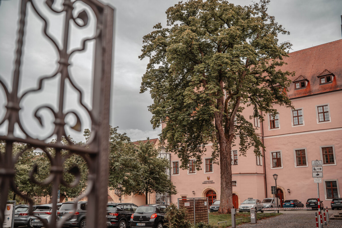 Fällung einer historischen Baumhasel in Amberg notwendig