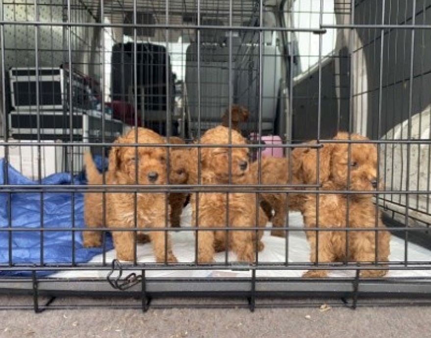 Welpenschmuggel an der Grenze aufgedeckt