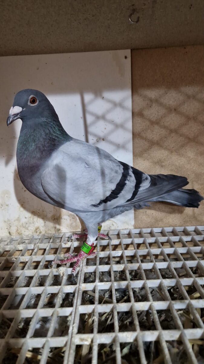 Meilers Taube siegt beim Wettflug in Hirschau-Weiden