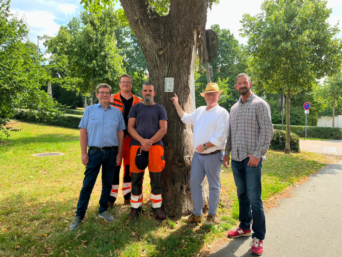 Schwandorf fördert Biodiversität - Wertvoller Lebensraum statt Fällung