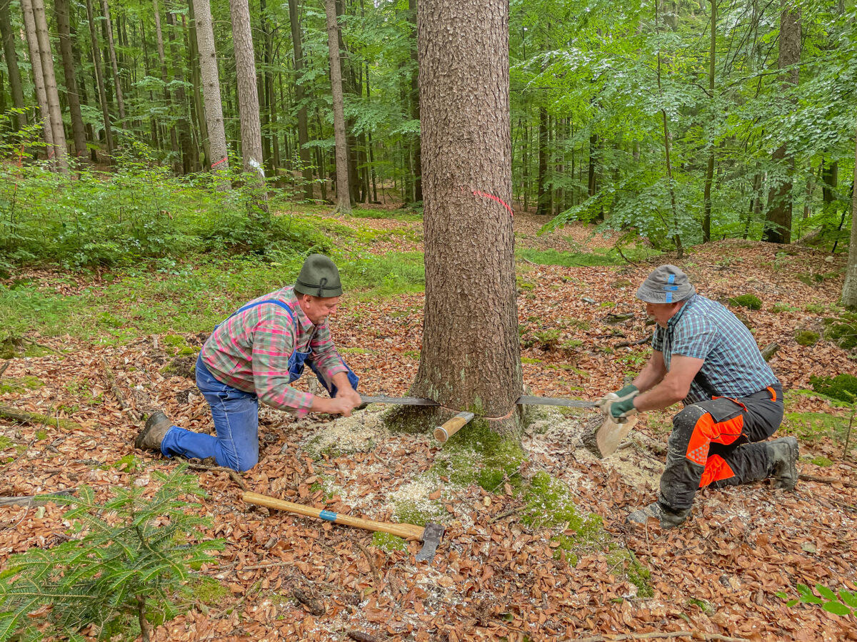 Waldarbeit wie damals: Hessenreuths lebendige Tradition