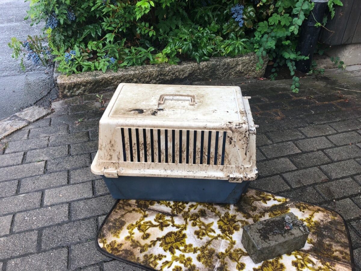 Weiden sucht Zeugen nach vermutlich widerrechtlicher Katzentötung