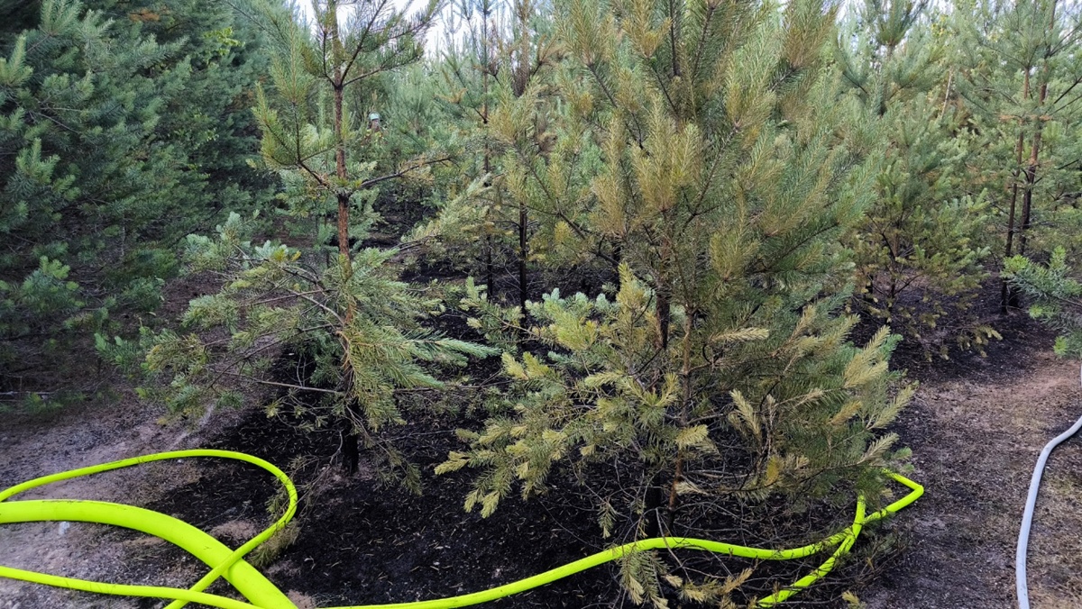 Erneuter Waldbrand am Dießfurter Freizeitsee
