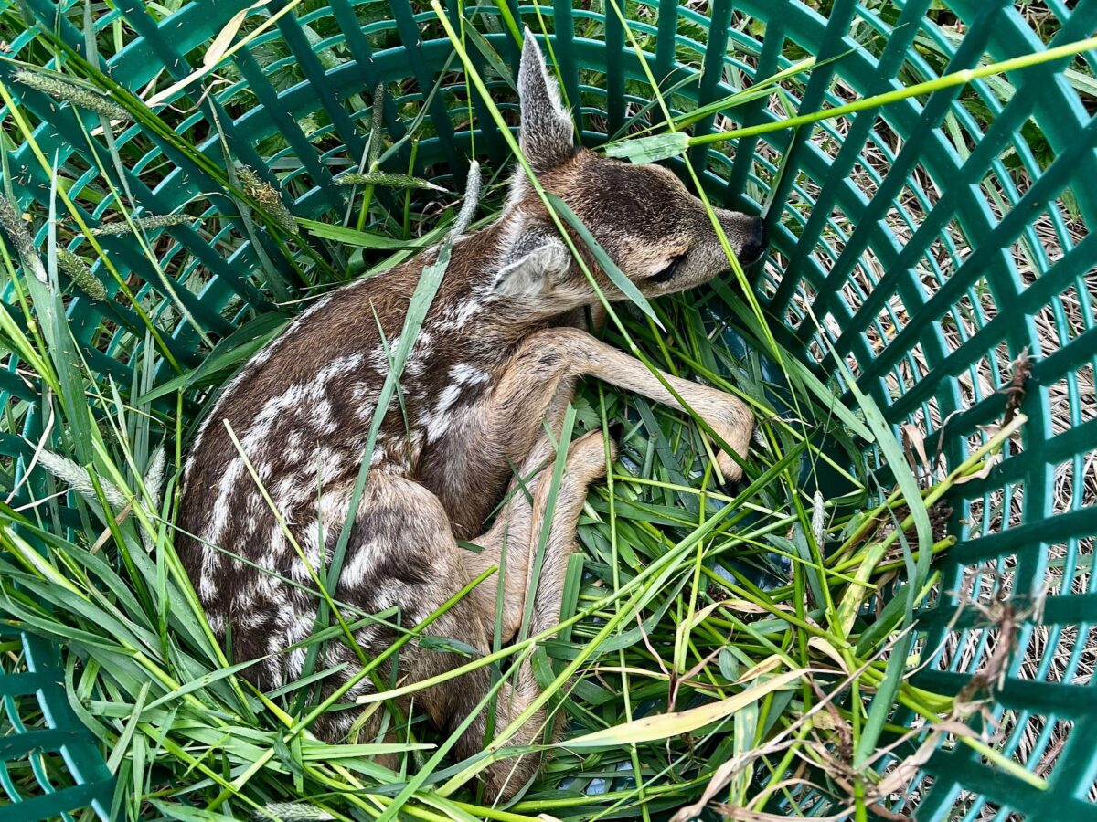 Rekordsaison für Rehkitzretter in NEW und Weiden