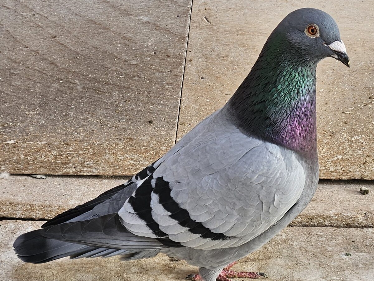 Irchenriether Brieftauben fliegen mit durchschnittlich 76 km/h zum Doppelsieg