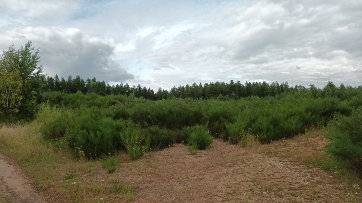 Planungen für Bürgerwald-Solarpark werden fortgesetzt