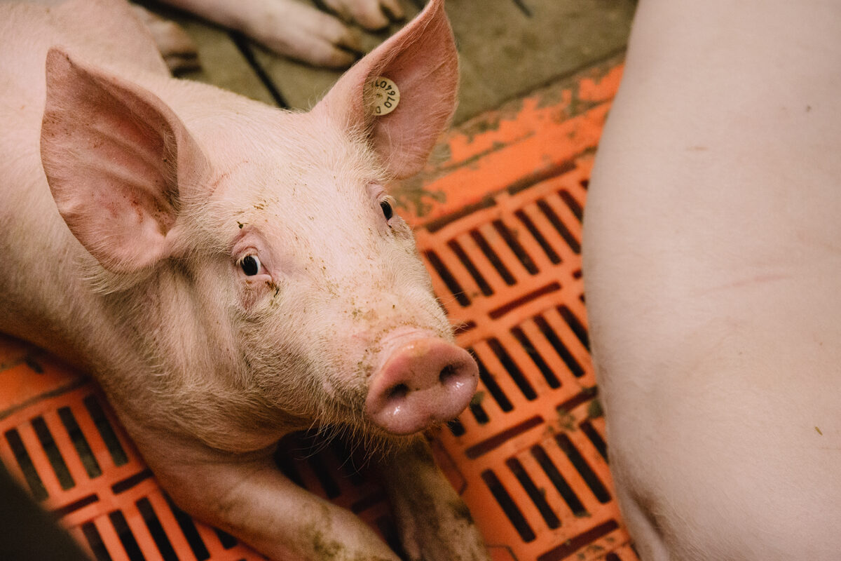 Arbeitsplatz Stall: Studie sucht Teilnehmer