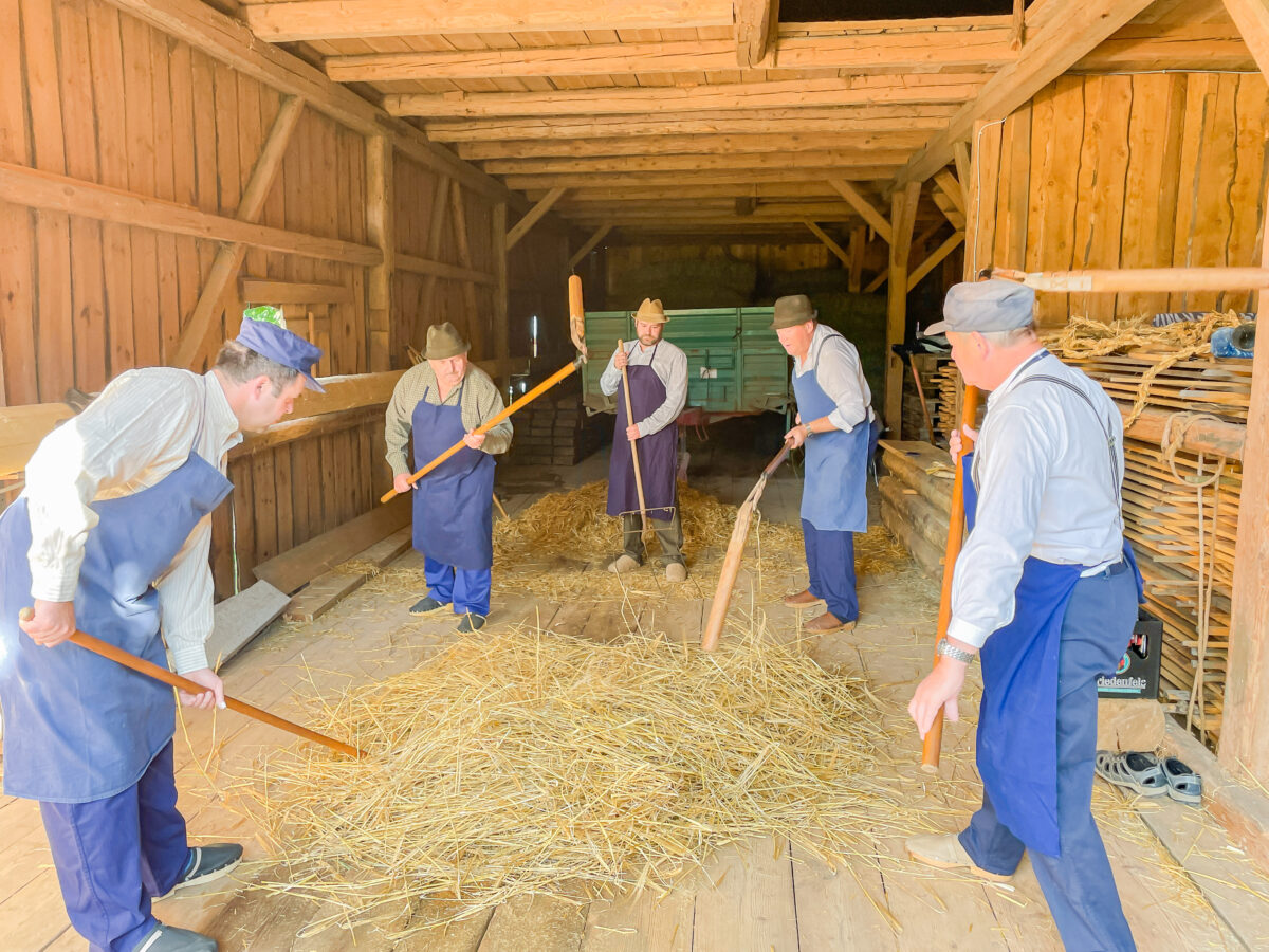 Im Rhythmus der Dreschflegel - Altköslarn übt für den historischen Erntedankzug in Kastl
