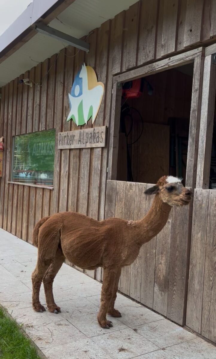 Ferienabenteuer mit den Pirker Alpakas