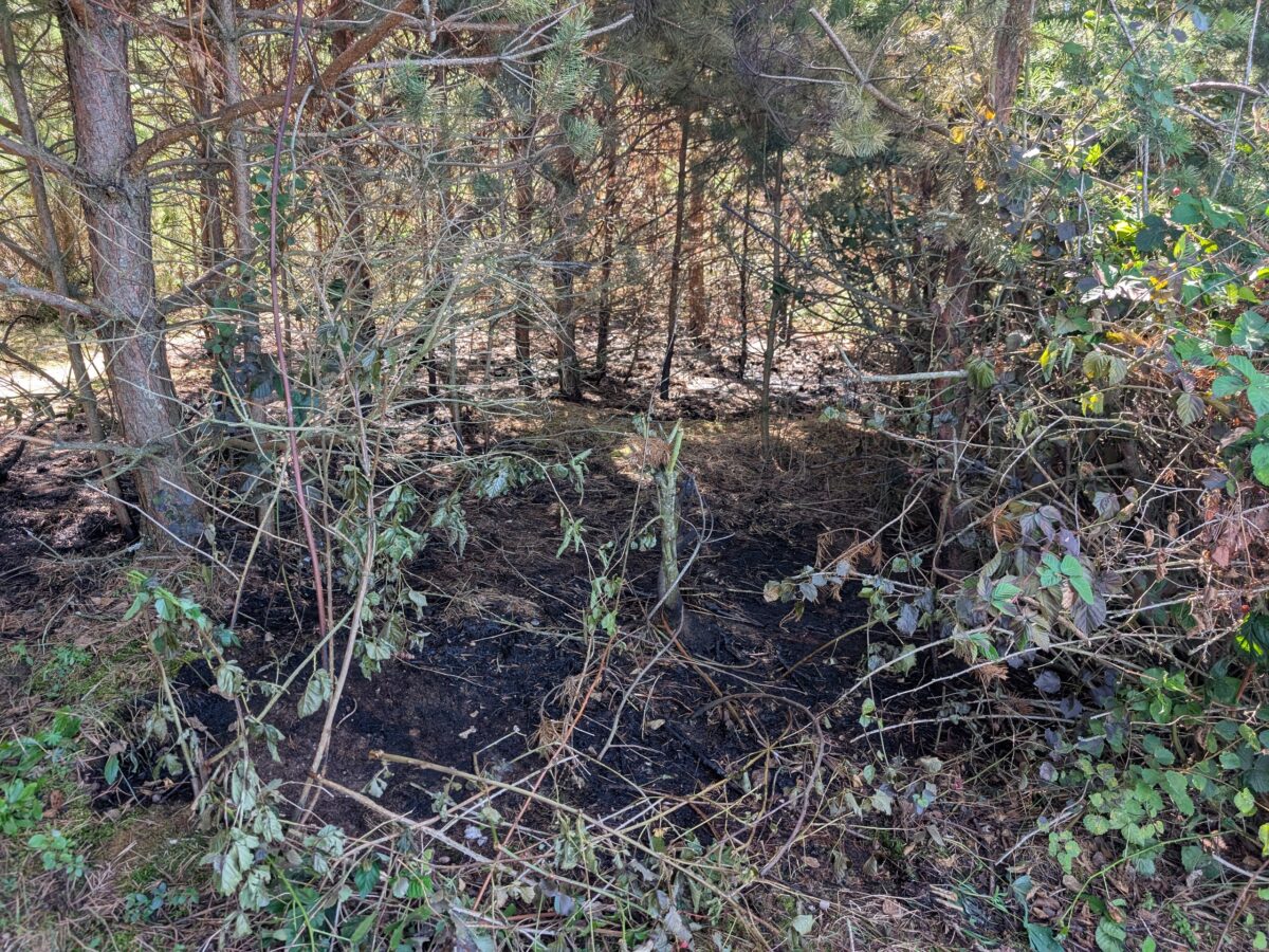 Erneuter Brand am Dießfurter Freizeitsee – Feuerwehr verhindert Schlimmeres