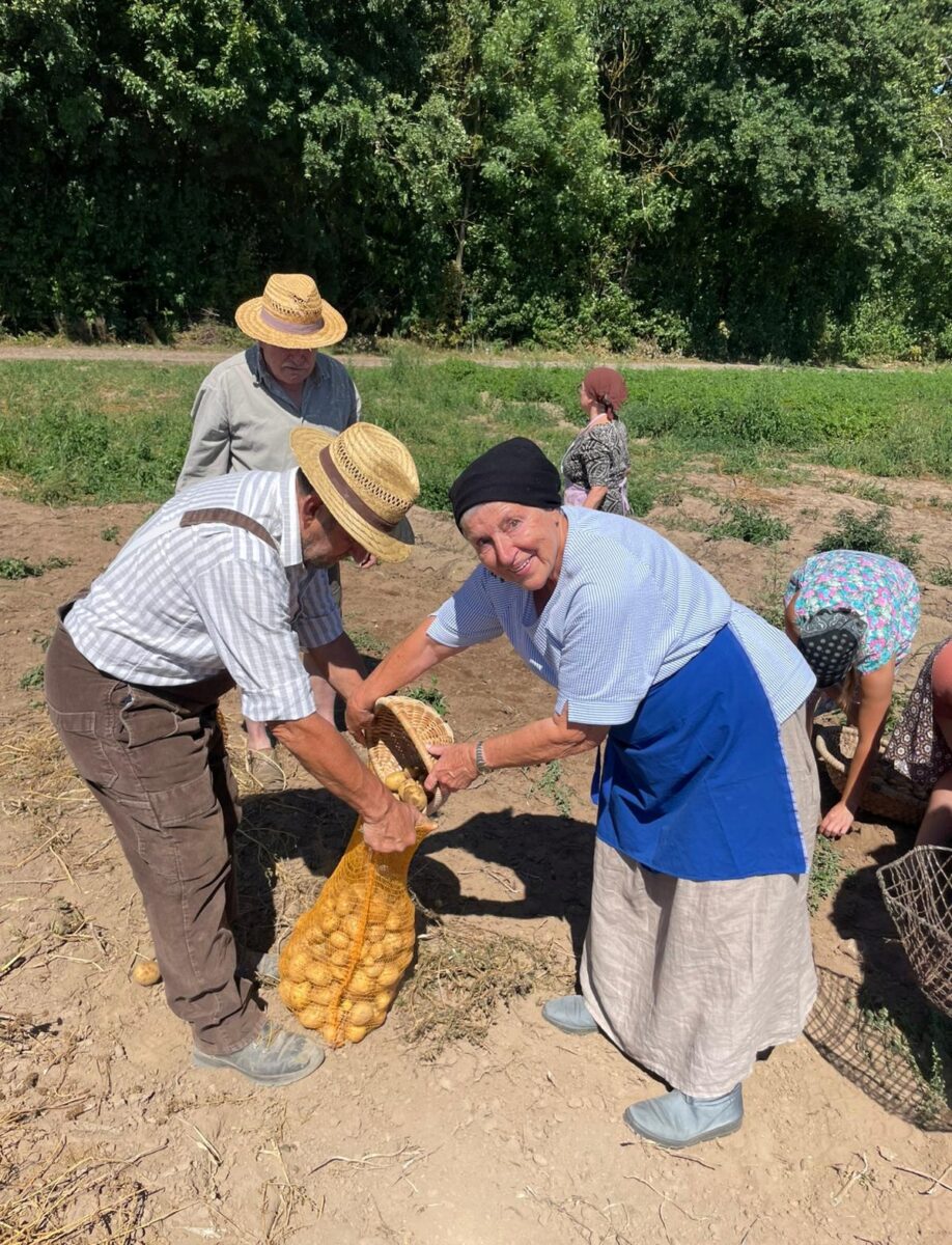 Alles rund um die Kartoffel – eine alte Tradition lebt im Theuerner Museum neu auf