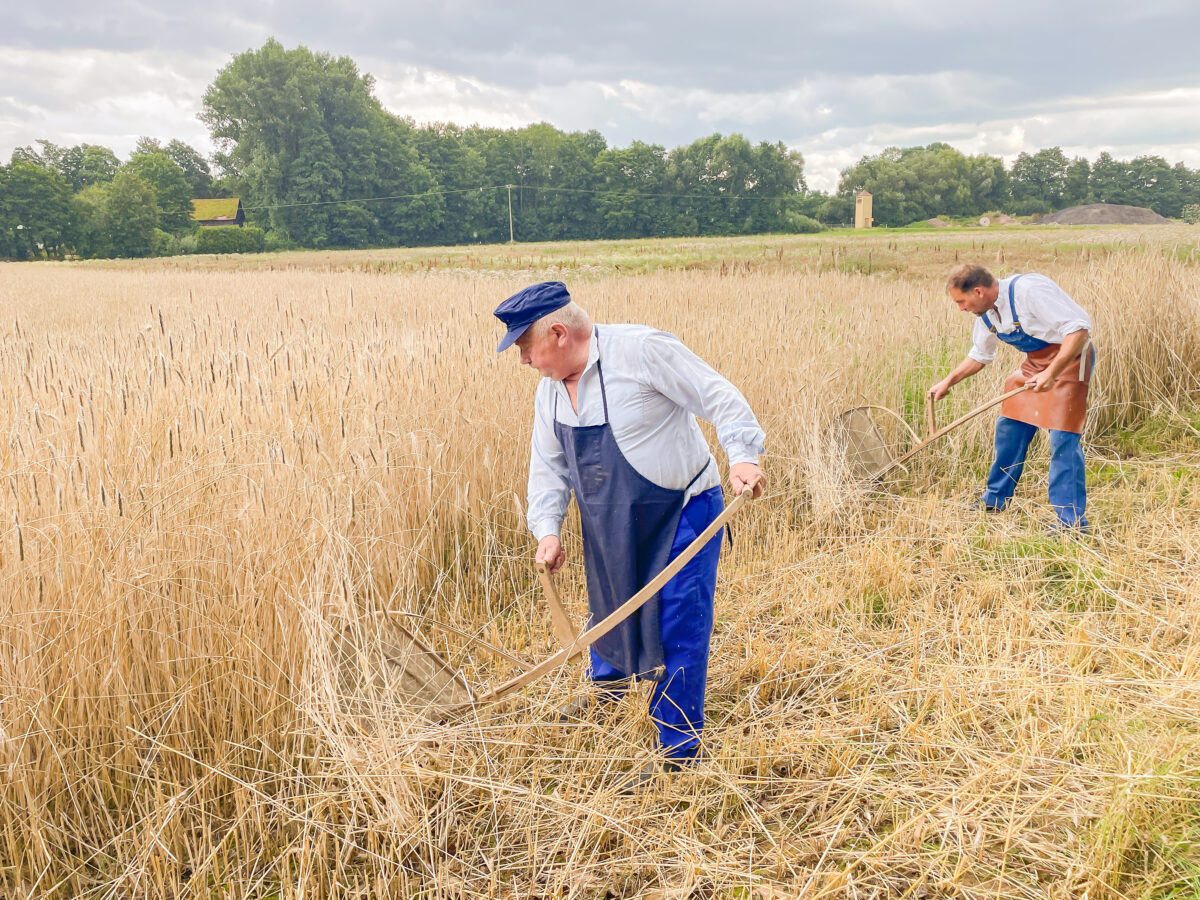 Mit dem „Wachlerer“ durchs Korn – Weha zeigt beim Erntedankzug die harte Arbeit der Getreideernte