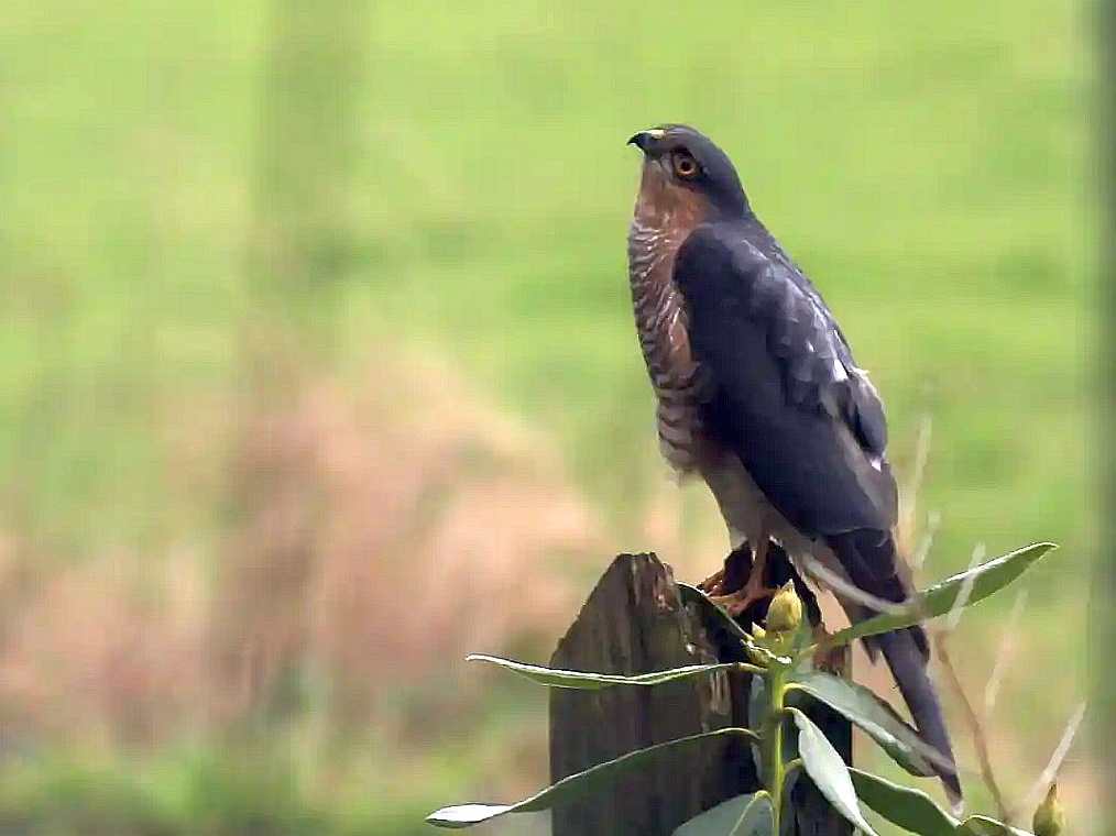 Verstümmelter Sperber in Weiden gefunden: Wer kann Hinweise geben?