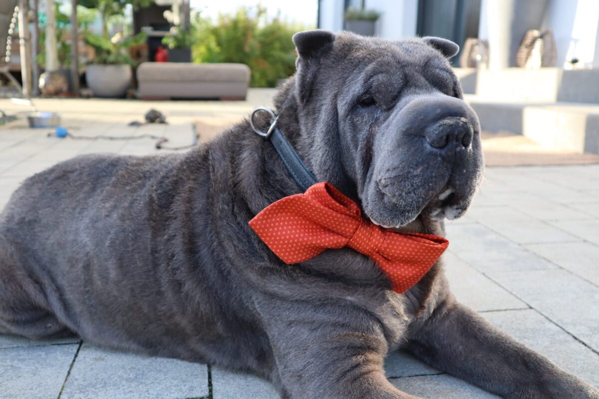 Einfach schick! Tolle Aktion für Waldi, Fiffi, Bello &amp; Co. beim Hundeschwimmen 2025 im Schätzlerbad