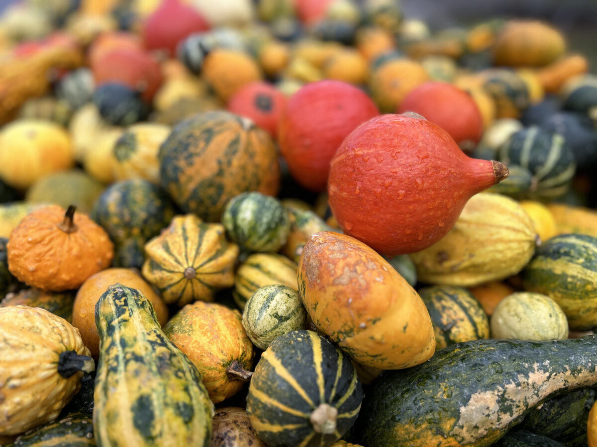 Was ist im Monat Oktober 2025 wichtig? OberpfalzECHO gibt einen unterhaltsamen Überblick