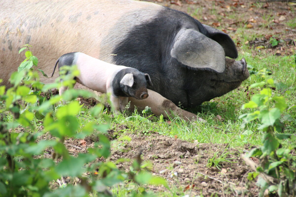Aktionstag für alte Haustierrassen im Freilandmuseum Oberpfalz